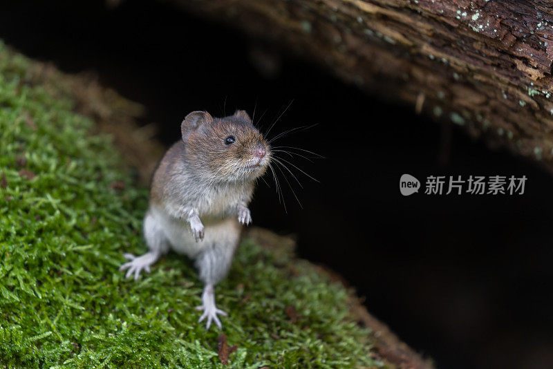 可爱的银行田鼠（Myodes glareolus）